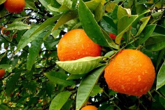 پرتقال