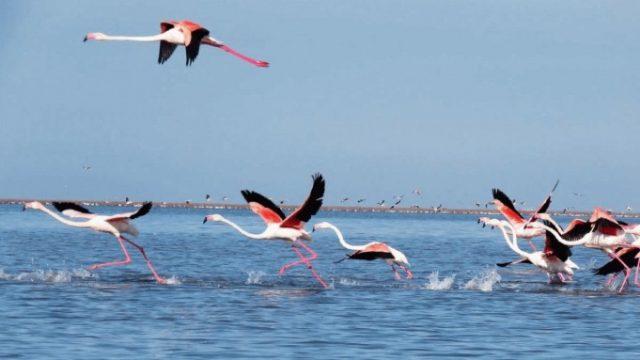 پرندگان مهاجر آبزی