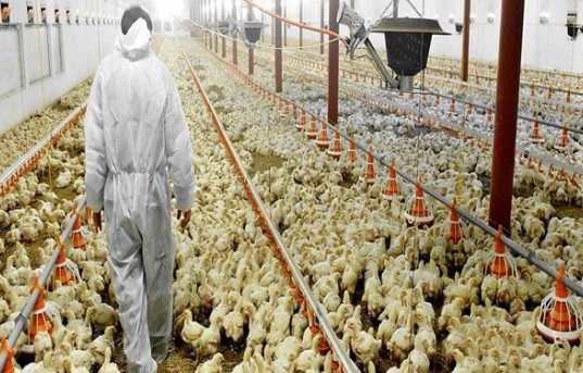 قیمت مرغ