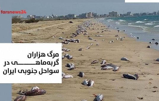 گربه‌ماهی