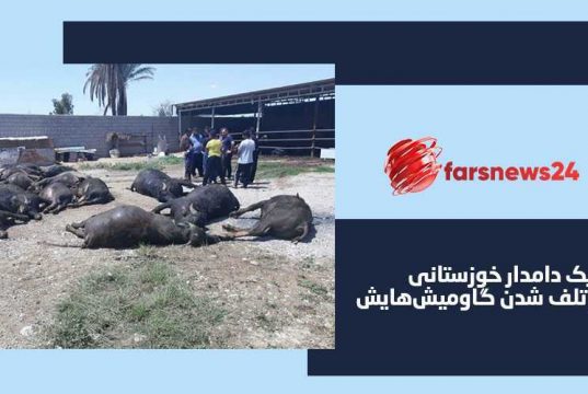 گاوها