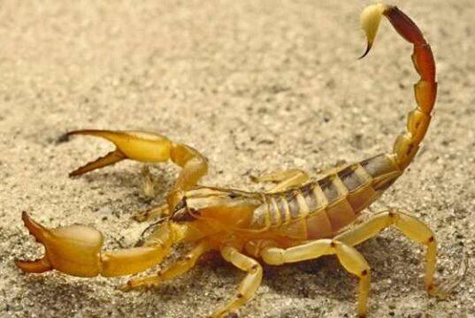 پنج نفر در اثر عقرب‌زدگی در روستای چاهنان جان باختند!