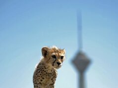 پیروز، توله یوز ایرانی جان باخت