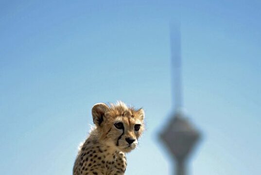 پیروز، توله یوز ایرانی جان باخت