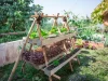 کشاورزی خانگی: یک راه برای تولید محصولات تازه و سالم در خانه
