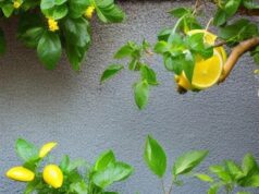 راهنمای کاشت و نگهداری لیمو در خانه: راه‌های ساده برای داشتن لیمو تازه از باغچه خانگی