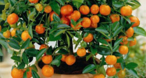 راهنمای کامل کاشت پرتقال در خانه: از بذر تا میوه