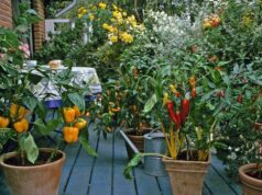 پرورش سبزیجات در خانه: راهنمای عملی برای دستیابی به مواد غذایی تازه و سالم