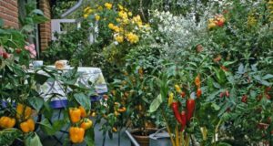 پرورش سبزیجات در خانه: راهنمای عملی برای دستیابی به مواد غذایی تازه و سالم