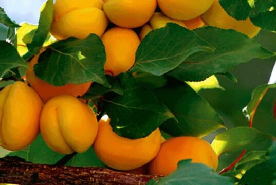 راهنمای کامل برای کاشت و مراقبت از درخت زردآلو