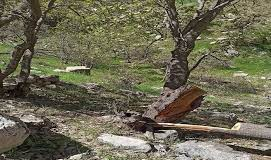 احتمال قطع ۹۰ هزار درخت در مناطق زاگرس؟