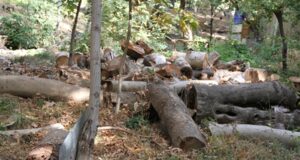 مرموز و نامعلوم: قطع درختان در مجموعه سعدآباد به دلایلی که هنوز پوشش داده نشده