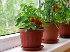 راهنمای گام به گام برای پرورش گوجه فرنگی در خانه