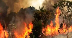 آتش‌سوزی وسیع در قلب جنگل‌های هیرکانی مازندران: یک تهدید جدی به ثبات اکوسیستم‌های ملی