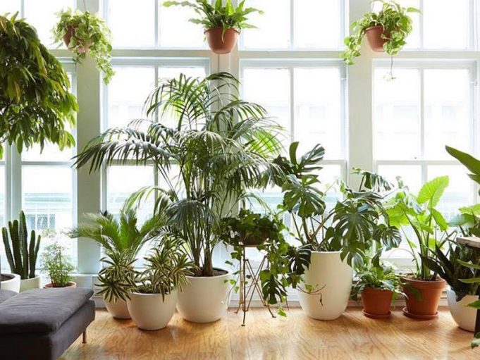  گیاهان آپارتمانی که در منازل به خوبی رشد می‌کنند و نیاز به مراقبت کم دارند